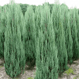 Можжевельник скальный Blue Arrow