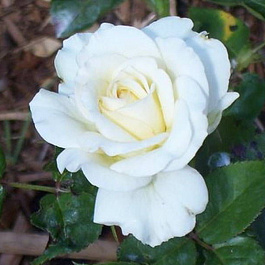 Роза чайно-гибридная Тру Лав