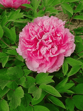 Пион древовидный Lu fen