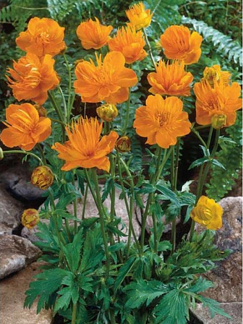 Купальница культурная Голден Квин