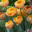 Тюльпан Sunlover