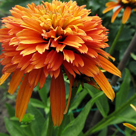 Эхинацея пурпурная Мармелад Эхинацея пурпурная Мармелад