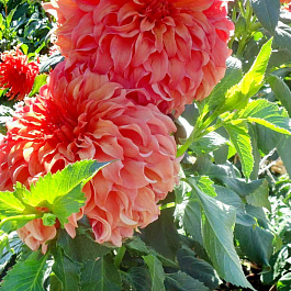 Георгина Декоративная Мунлайт Соната