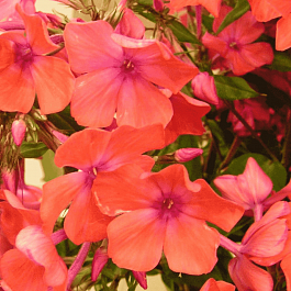 Флокс метельчатый Горицвет