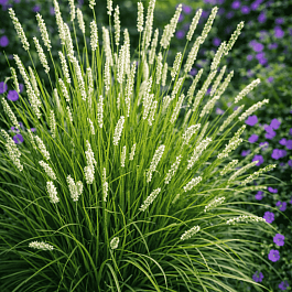 Сеслерия серебристая Argentea