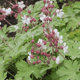 Герань крупнокорневищная Album