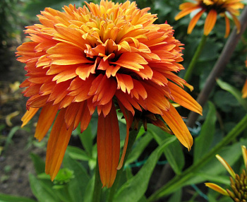 Эхинацея пурпурная Мармелад