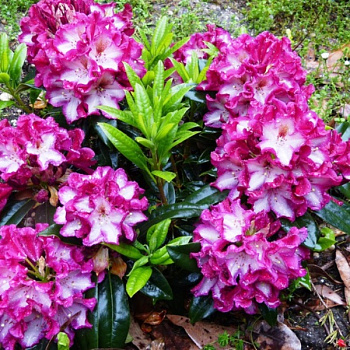 Рододендрон гибридный Миднайт мистик