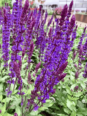 Шалфей дубравный Salvatore Blue