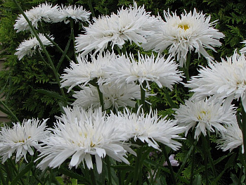 Нивяник наибольший Аглая