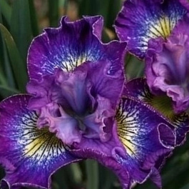 Ирис сибирский Хау Одейше НАБОР 2ШТ (1+1)