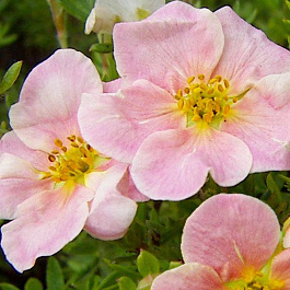 Лапчатка кустарниковая Пинк Виспер