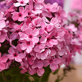 Флокс метельчатый Колдунья