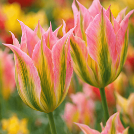 Тюльпан Virichic