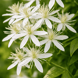 Клематис Stellar