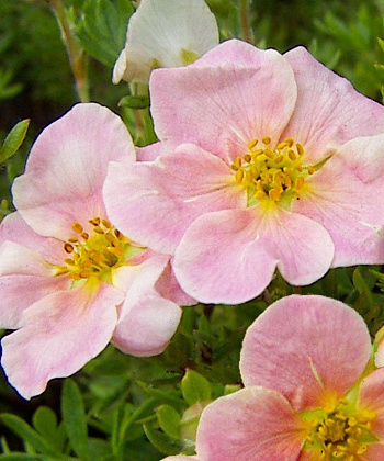 Лапчатка кустарниковая Пинк Виспер