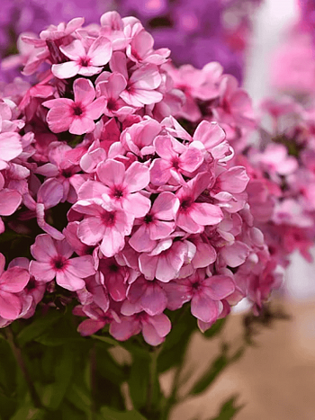 Флокс метельчатый Колдунья