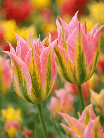 Тюльпан Virichic