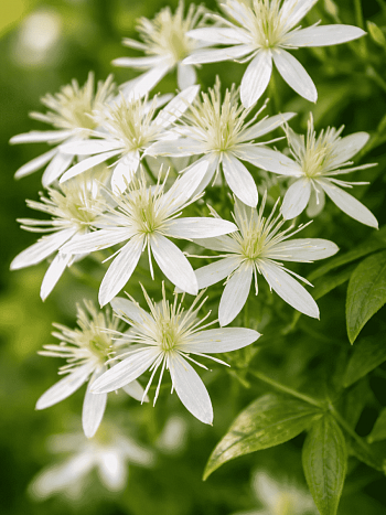 Клематис Stellar