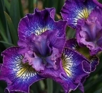 Ирис сибирский Хау Одейше НАБОР 2ШТ (1+1) Ирис сибирский Хау Одейше НАБОР 2ШТ (1+1)