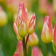 Тюльпан Tricolette