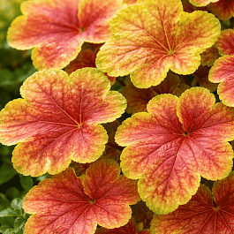 Гейхера Delta Dawn