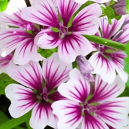 Мальва лесная Zebrina