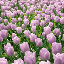 Тюльпан ранний Candy Prince