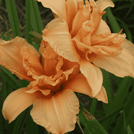 Лилейник Double Dream