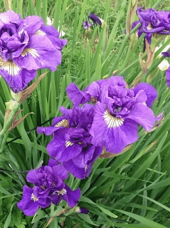 Ирис сибирский Double Standard