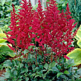 Астильба Арендса Red Tone