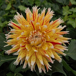 Георгина Бахромчатая Вайнсом