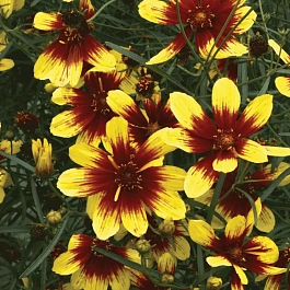 Кореопсис крупноцветковый Bengal Tiger