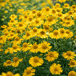 Гелениум осенний Helena Gold