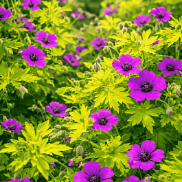 Герань гибридная Ann Folkard