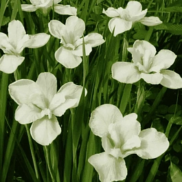 Ирис сибирский Dreaming Green