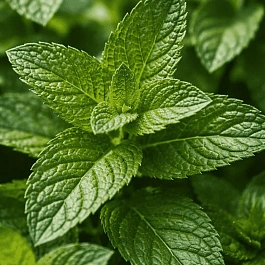 Мята "Ледяная"