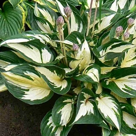 Хоста Fire and Ice