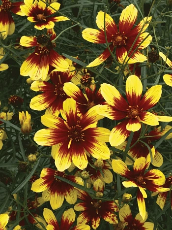 Кореопсис крупноцветковый Bengal Tiger