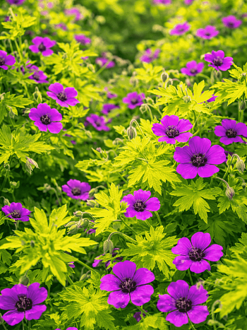 Герань гибридная Ann Folkard