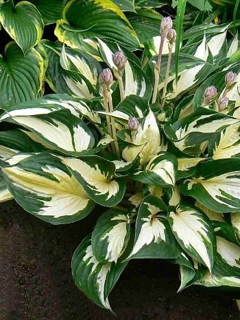 Хоста Fire and Ice