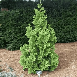 Туя западная Spiralis