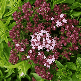 Душица обыкновенная Hot&Spice