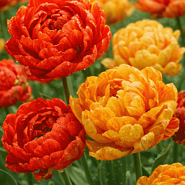 Тюльпан Sunlover