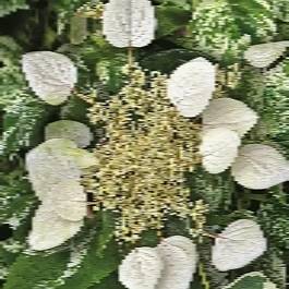 Схизофрагма гортензиевидная Burst of Light