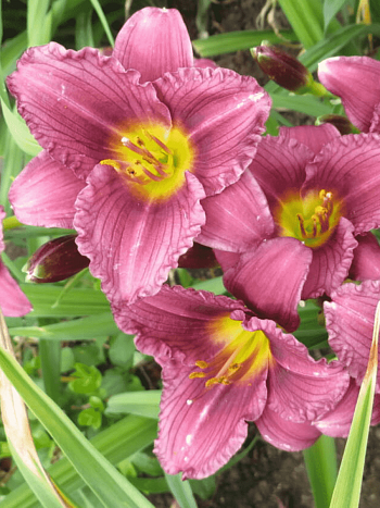 Лилейник пурпурный