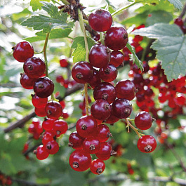 Смородина красная Красная Андрейченко Смородина красная Красная Андрейченко