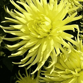 Георгина Star Spectacle