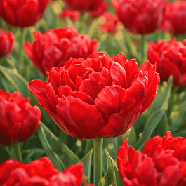 Тюльпан Махровый Abba