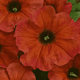 Петхоа Beautical Cinnamon